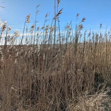 Thatched With - By Traum *